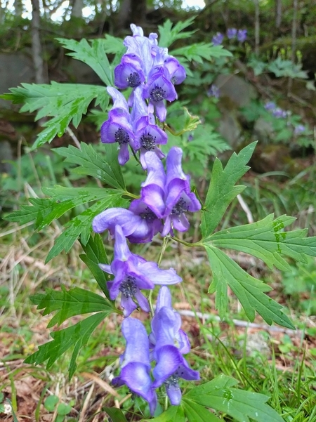 20240915_121259.JPG