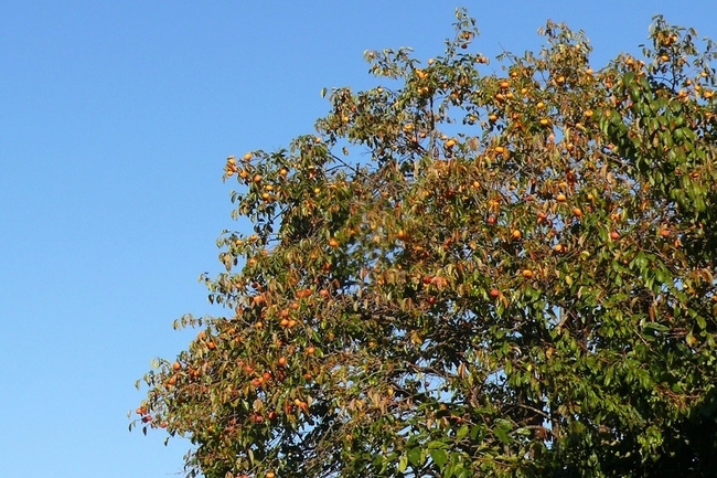 P1440307.JPG
