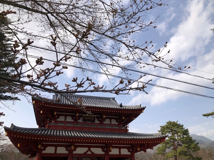 20250419　聖光寺桜1.jpg