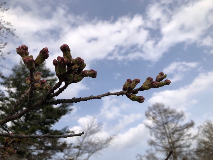 20250419　聖光寺桜3.jpg