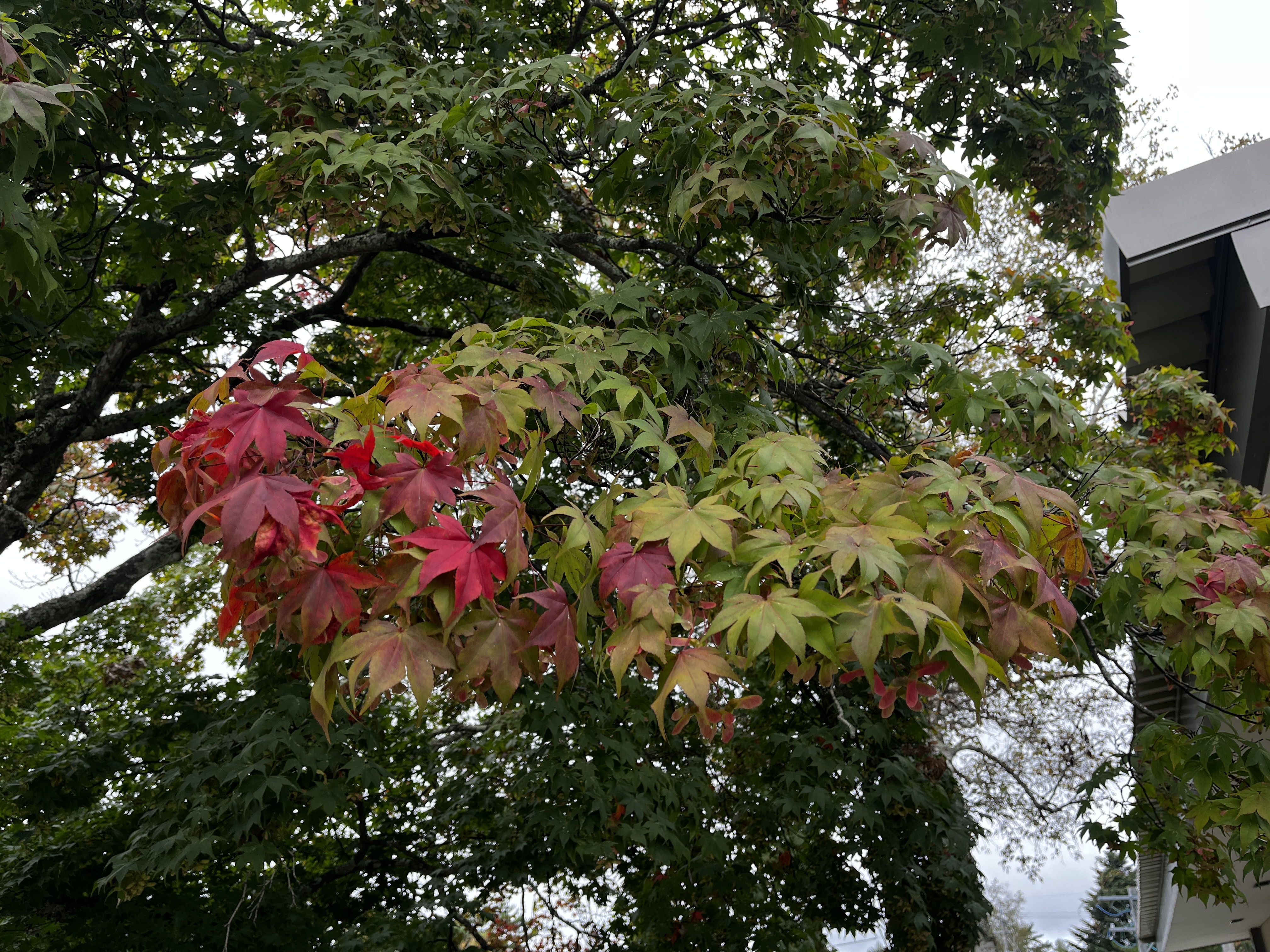 IMG_2272.jpeg