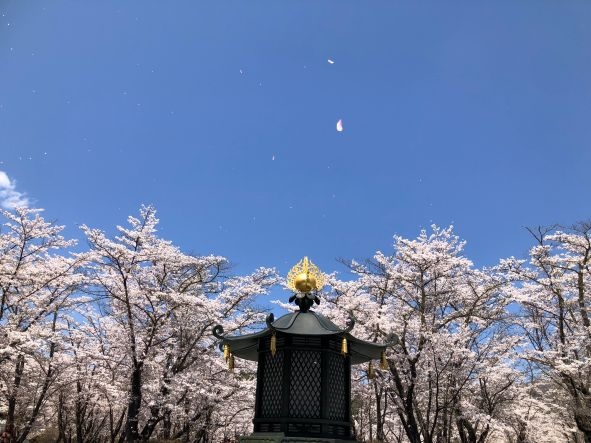20250426聖光寺満開 (2)1.jpg