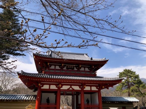 20250417　聖光寺桜1-1.jpg