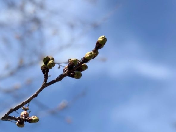 20250417　聖光寺桜4-1.jpg