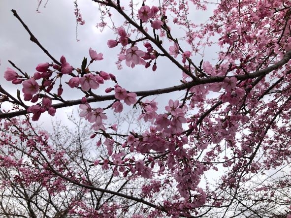 20240418 桜③コヒガンサクラ1.jpg