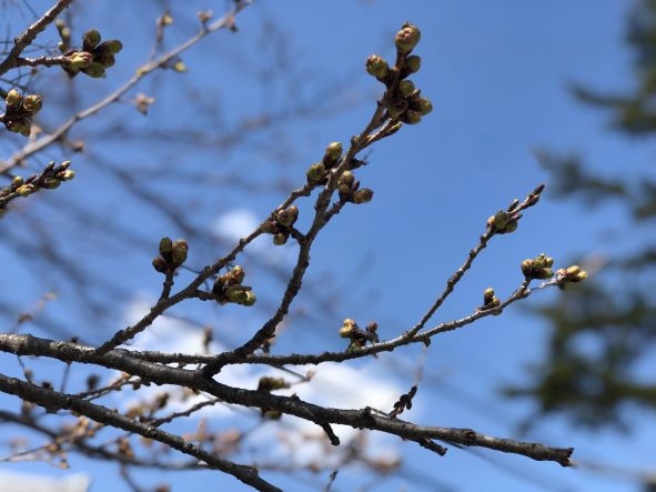 20240414 聖光寺桜2-2.jpg