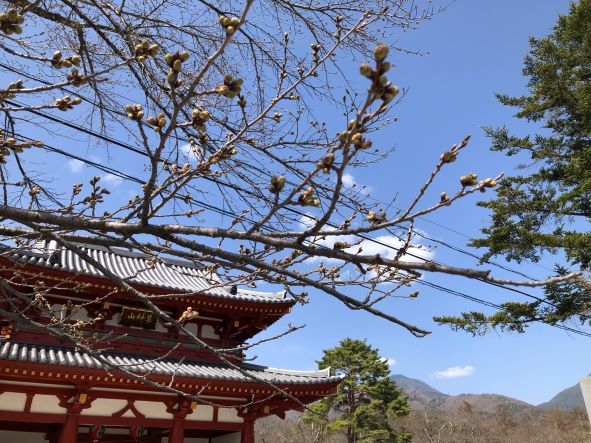 20240414 聖光寺桜-1.jpg
