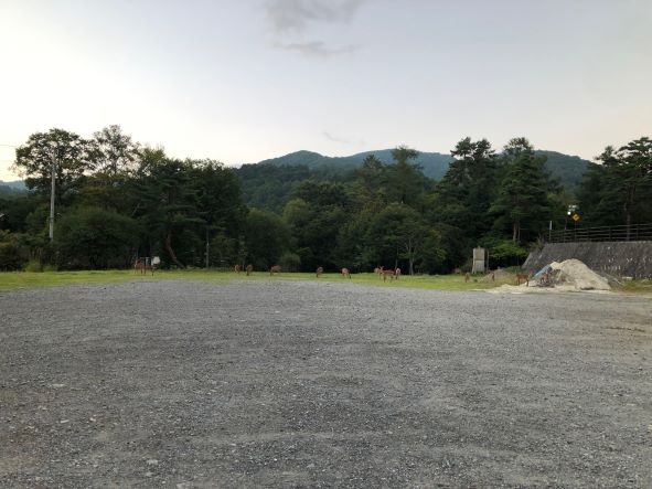 20240904　鹿-1.jpg