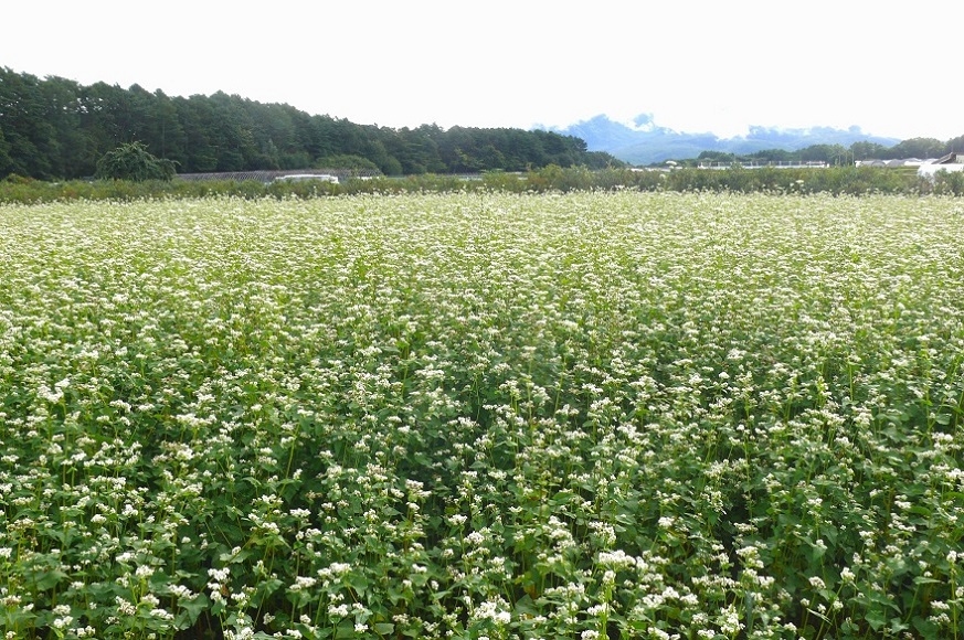 http://www.alpico.co.jp/tokan-tateshina/tateshina_news/images/3a2f2c2e306e28db3c45bca79c7862a28f0981f1.JPG