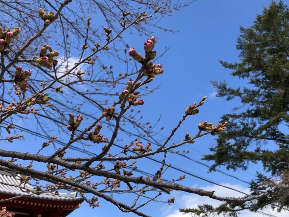 20240416　桜 (1)1.jpg