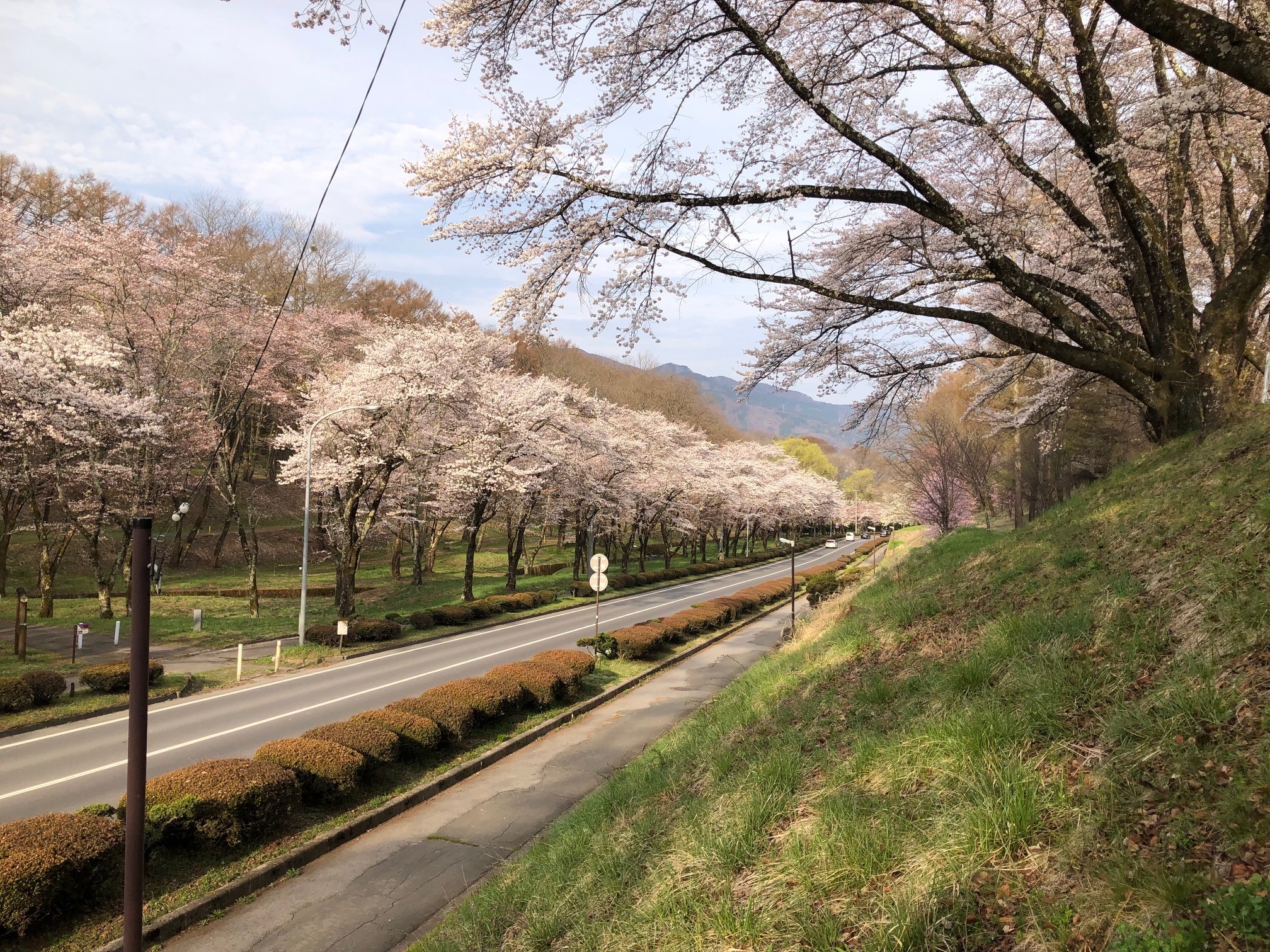 運動公園の桜①.jpg