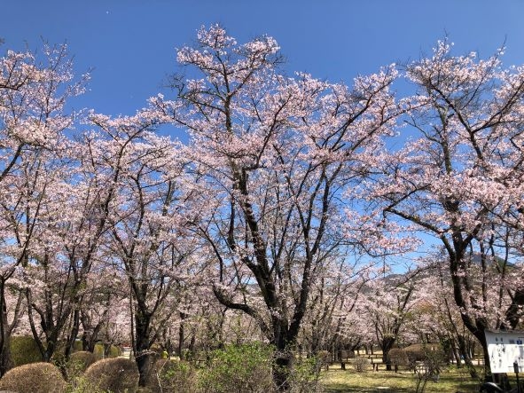 20240428 聖光寺桜 (1)1.jpg