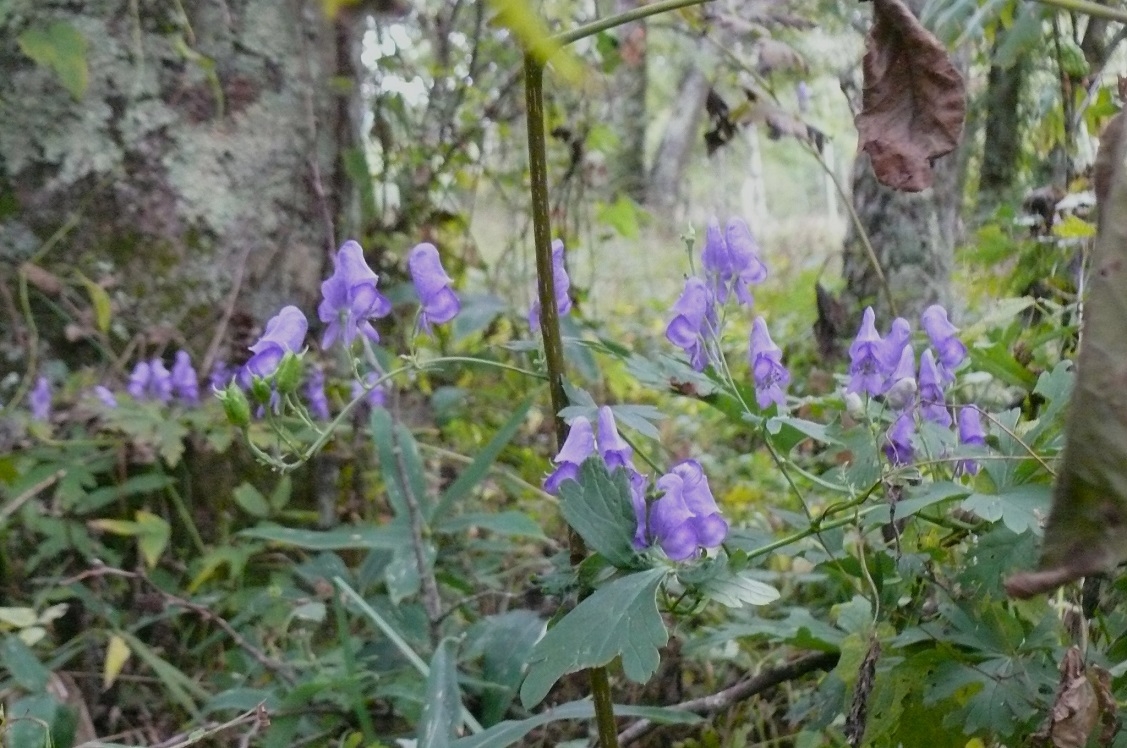 http://www.alpico.co.jp/tokan-tateshina/tateshina_news/images/621df47b77cf6b2a08803886eb9f3c2c7f31aa4d.JPG