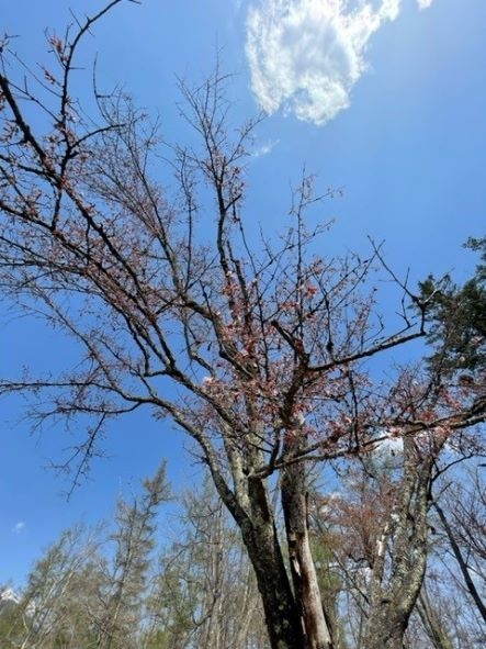 一本桜２.jpg