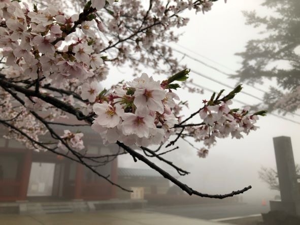 20240424　聖光寺桜 (2)1.jpg