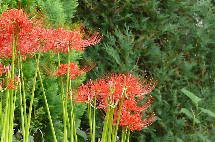 http://www.alpico.co.jp/tokan-tateshina/tateshina_news/images/7fb1052094344595e0d2fa341bb60ca50142eeb9.jpg