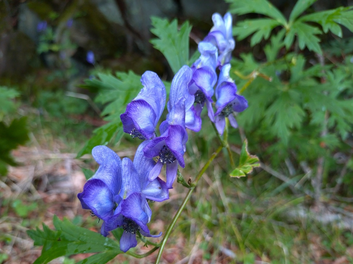 http://www.alpico.co.jp/tokan-tateshina/tateshina_news/images/86f6ed309c0c3d03096dee0e837c79c0ffebc123.JPG