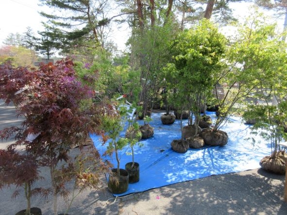 植木市 20220502.jpg