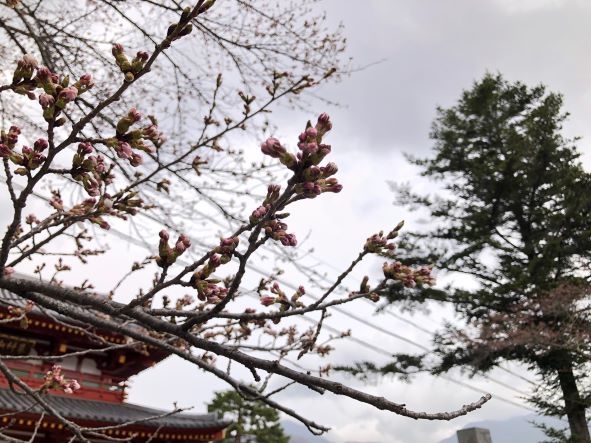20240418 桜②1.jpg