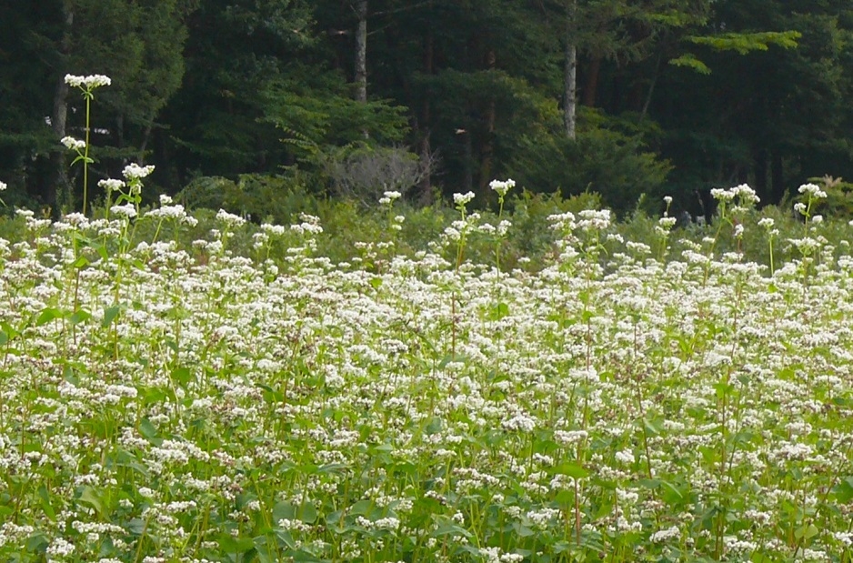 http://www.alpico.co.jp/tokan-tateshina/tateshina_news/images/P1440220.JPG