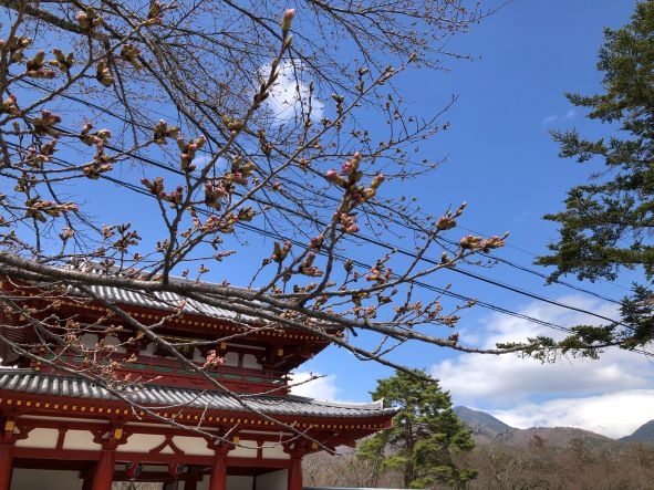 20240416 桜 (2)1.jpg