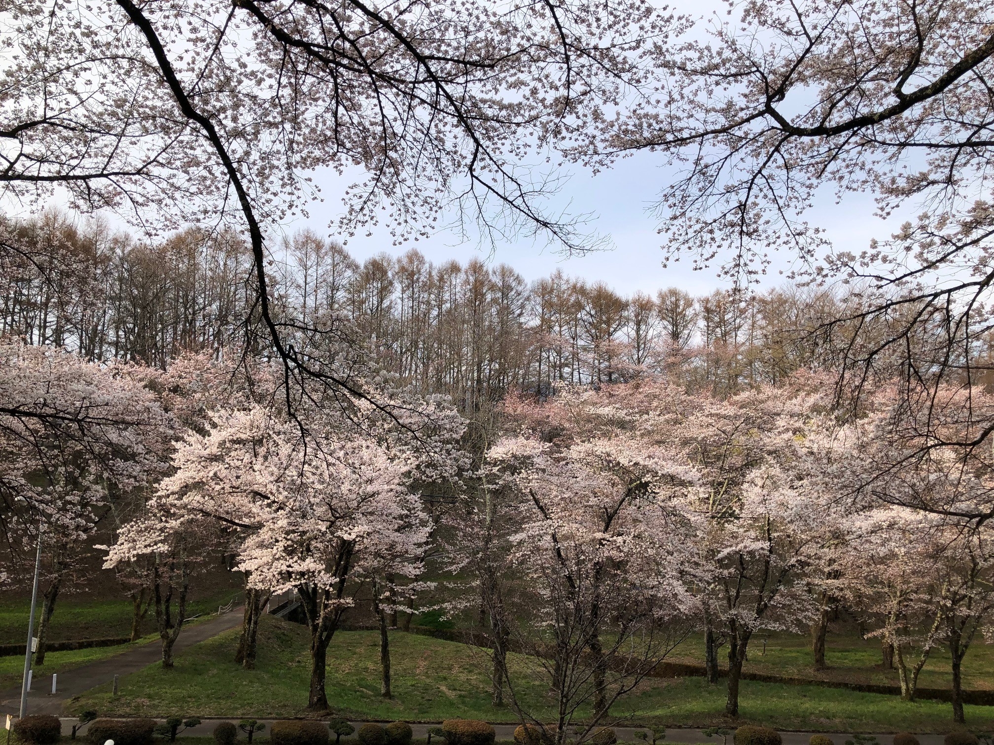 運動公園の桜②.jpg