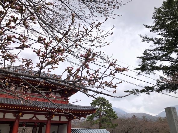 20240418 桜④1.jpg