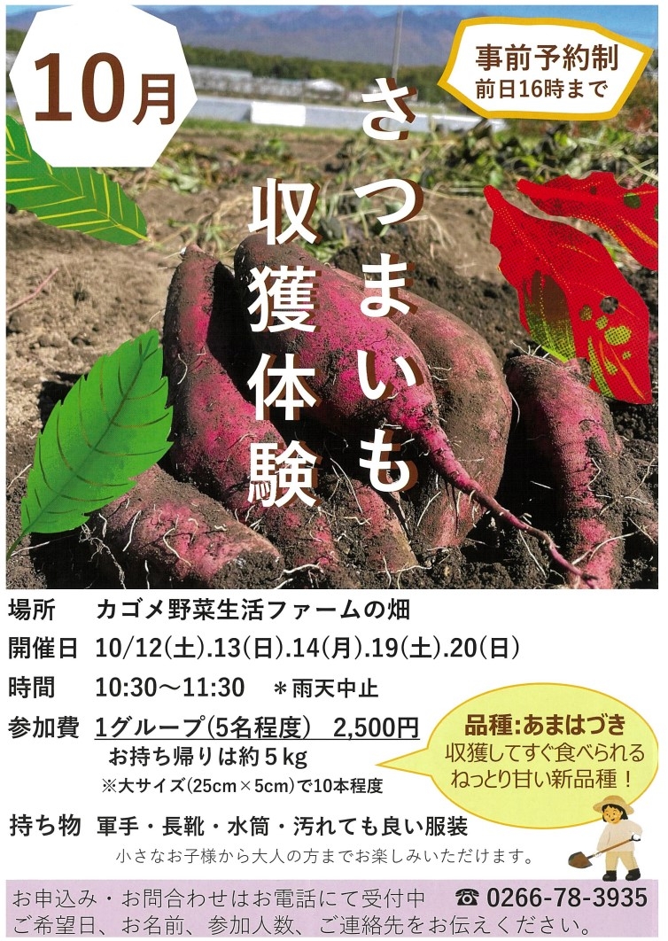カゴメ芋収穫2024.jpg