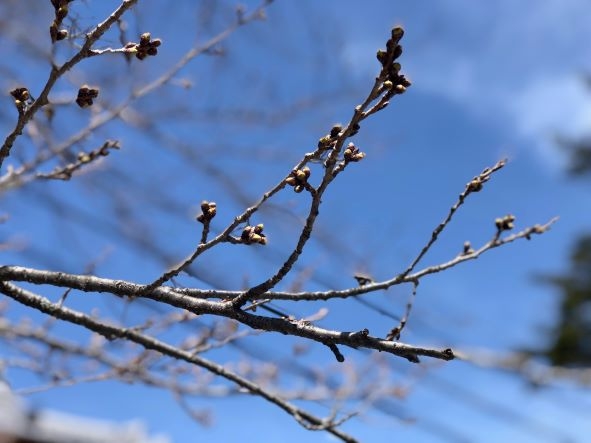 20240407　聖光寺桜 (4)1.jpg