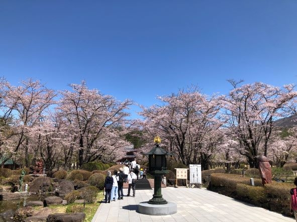 20240428 聖光寺桜 (4)1.jpg