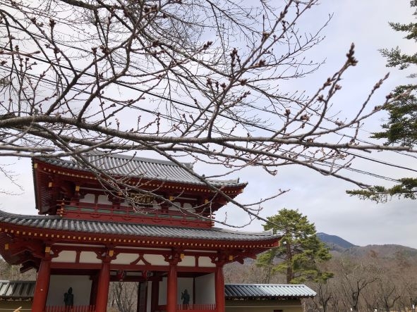 聖光寺桜①1　2024.4.4.jpg