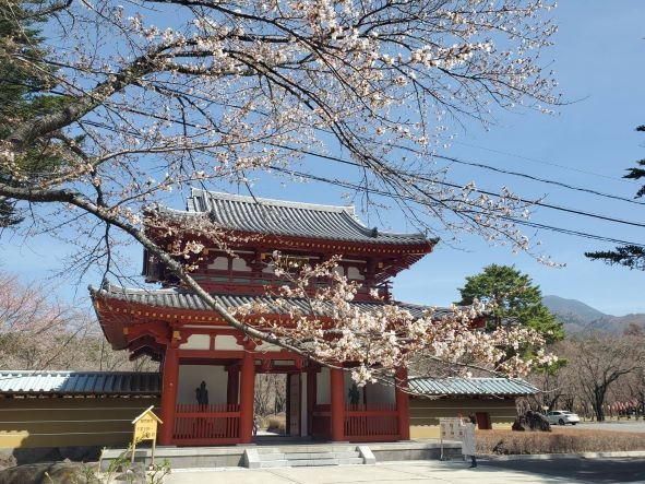 20240420 桜 (2)1.jpg