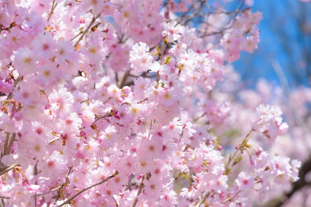 Five Famous Spots for Japanese Cherry Blossoms in Nagano Prefecture |  Useful travel information on Matsumoto by ALPICO GROUP Official Website