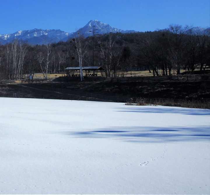 キツネ1月１３日まるやち湖の.JPG