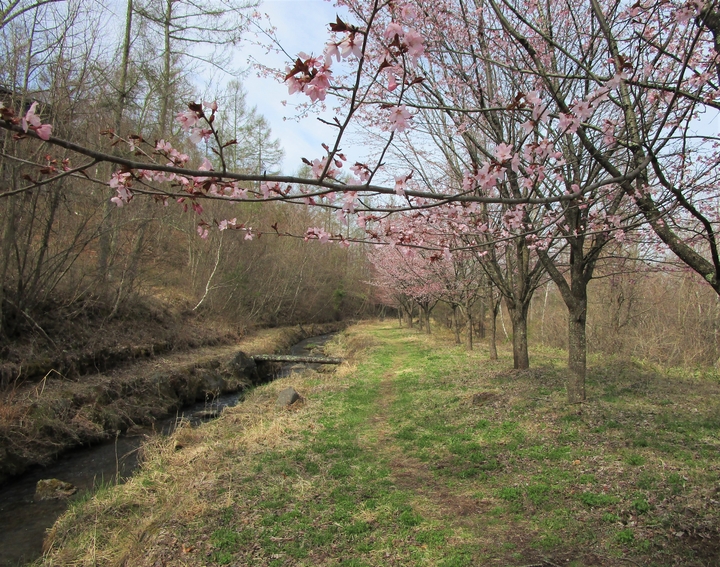 一ノ瀬せぎ山桜.jpg