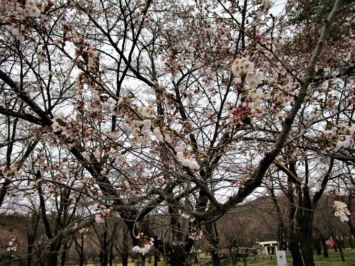 聖光寺桜 (2).JPG