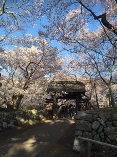 高遠桜①.jpg