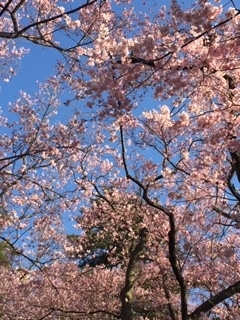 高遠桜②.jpg