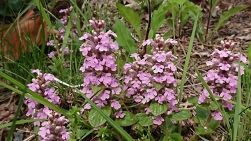 DSC_1003.JPG