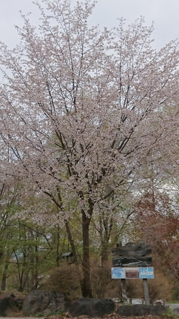 DSC_0879.JPG