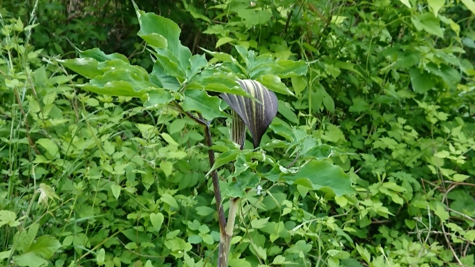 DSC_1108.JPG