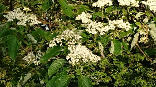 DSC_1136.JPG