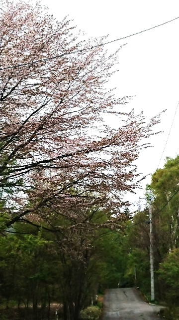 _20200516_110044.JPG