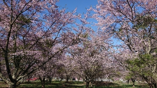 樅の桜公園.JPG