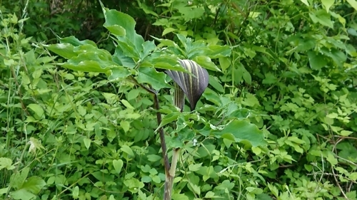 DSC_1108.jpg