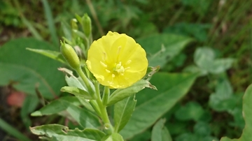 DSC_2073.JPG