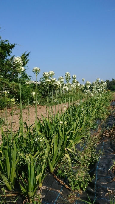 オーニソガラム 四季の森ニュース 八ヶ岳 原村の別荘地探し 土地 別荘地 仲介物件情報