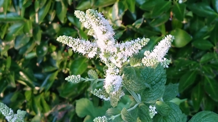 アップルミントの花.JPG