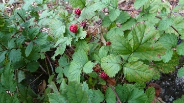 DSC_2129.JPG