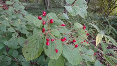 DSC_2196.JPG
